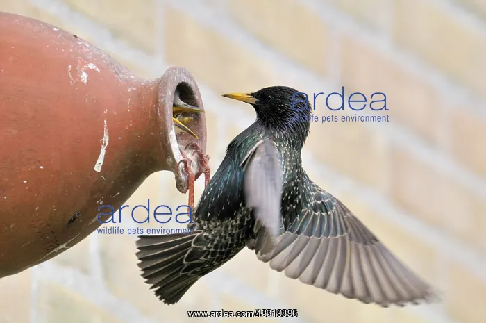 : Common Starling : Common Starling