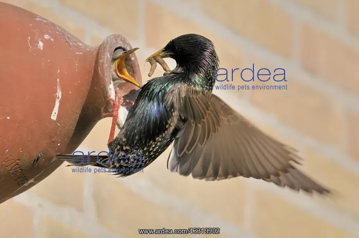 : Common Starling : Common Starling