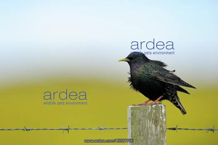 : Common Starling : Common Starling