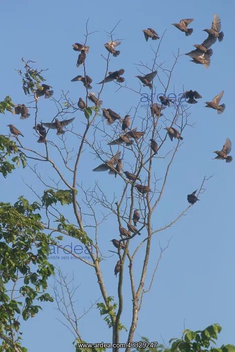 : Common Starling : Common Starling