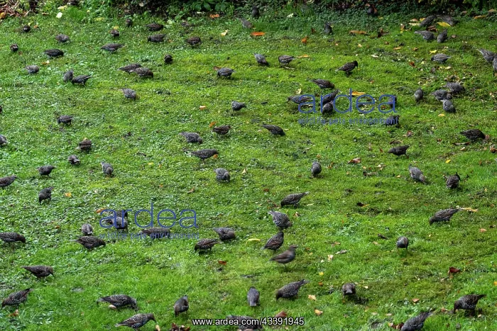 : COMMON STARLING : COMMON STARLING