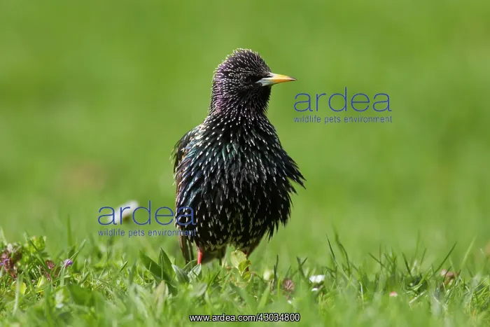 : Common Starling adult bird in breeding plumage : Common Starling adult bird in breeding plumage