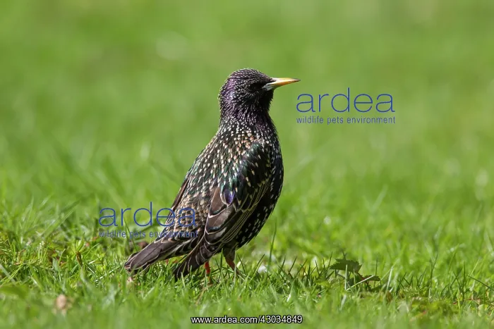 : Common Starling adult bird in breeding plumage : Common Starling adult bird in breeding plumage