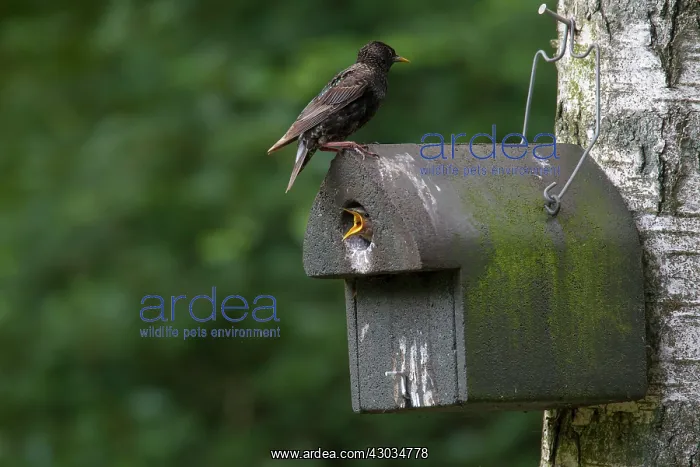 : Common Starling adult in front of its nesting : Common Starling adult in front of its nesting