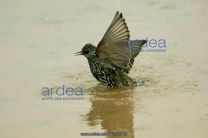 : Common Starling - bathing in puddle : Common Starling - bathing in puddle