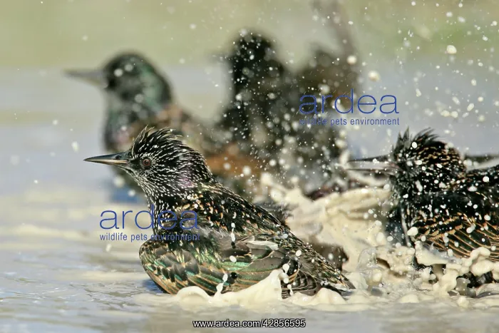 : Common Starling - bathing in rain puddle : Common Starling - bathing in rain puddle