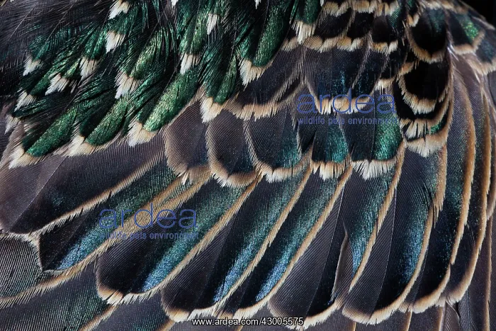 : Common Starling, close - up study showing the iridescence : Common Starling, close - up study showing the iridescence
