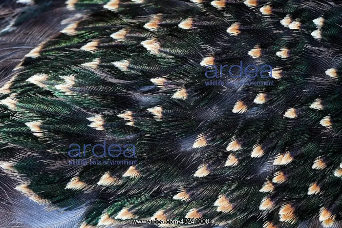 : Common Starling, close - up study showing the iridescence : Common Starling, close - up study showing the iridescence