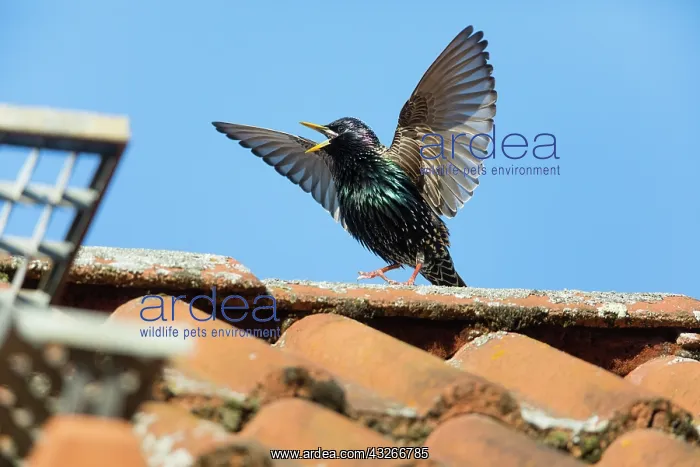 : Common Starling, courtship displaying from rooftop : Common Starling, courtship displaying from rooftop