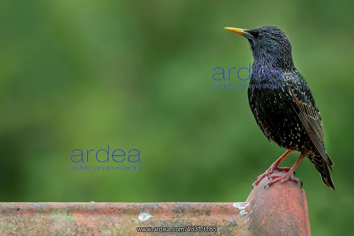 : Common starling, European Starling (Sturnus vulgaris) : Common starling, European Starling (Sturnus vulgaris)