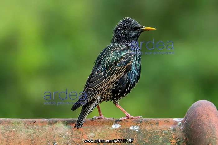 : Common starling, European Starling (Sturnus vulgaris) : Common starling, European Starling (Sturnus vulgaris)