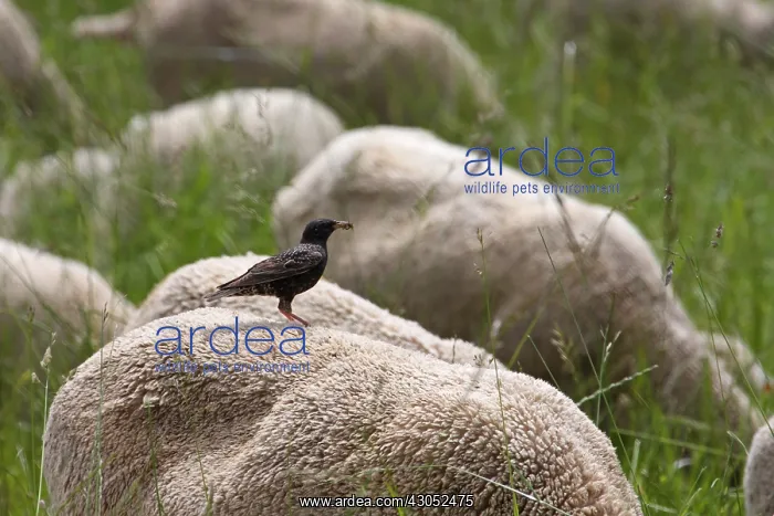 : Common Starling feeding on sheep France : Common Starling feeding on sheep France