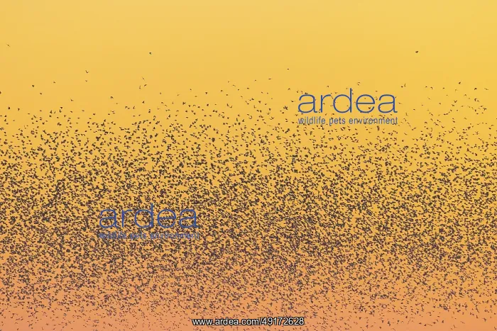 : Common Starling flock : Common Starling flock