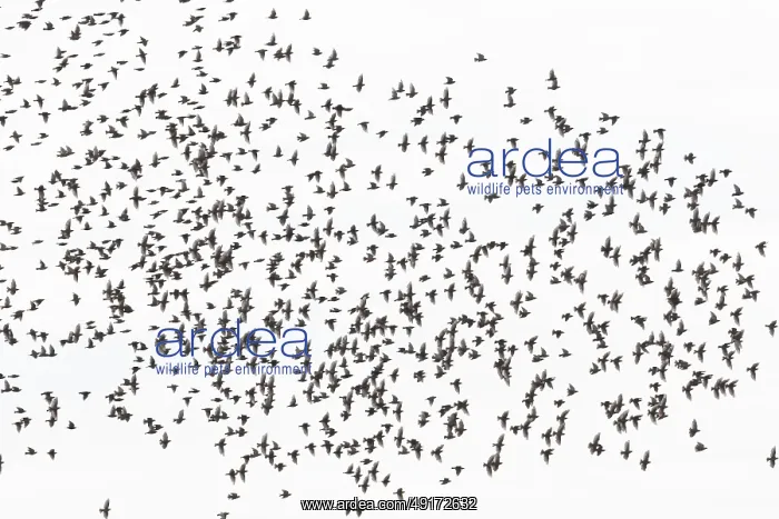 : Common Starling flock : Common Starling flock