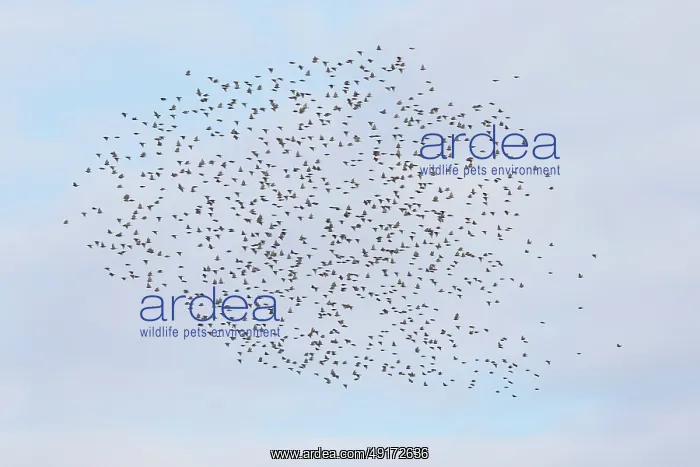  : Common Starling flock