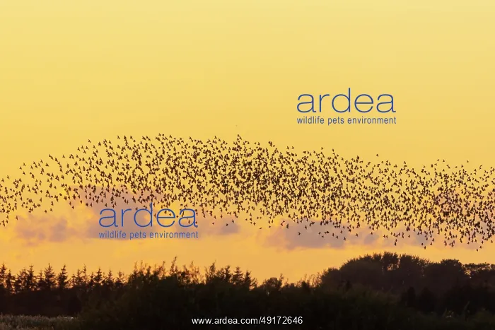 : Common Starling flock : Common Starling flock