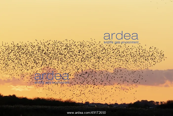  : Common Starling flock