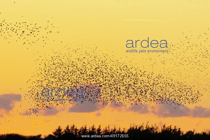  : Common Starling flock
