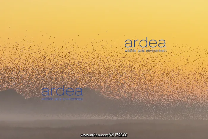  : Common Starling flock