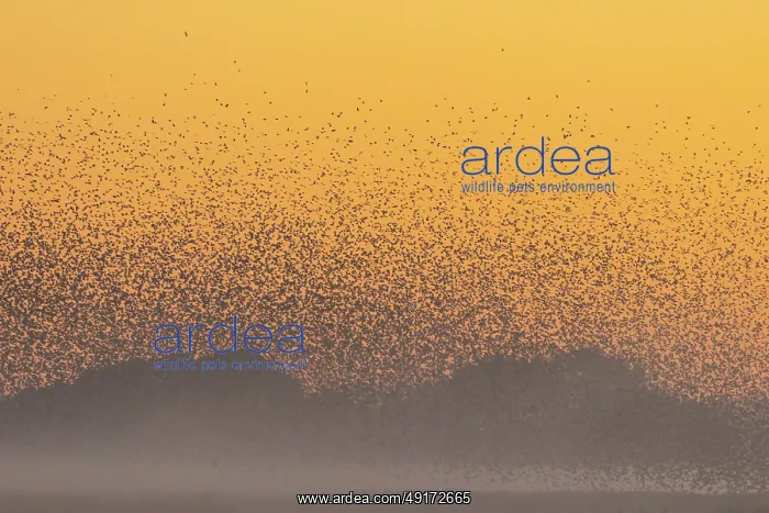 : Common Starling flock : Common Starling flock