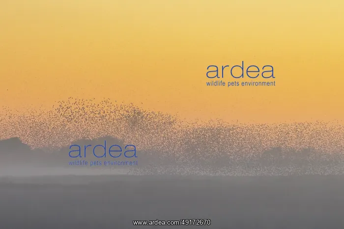  : Common Starling flock
