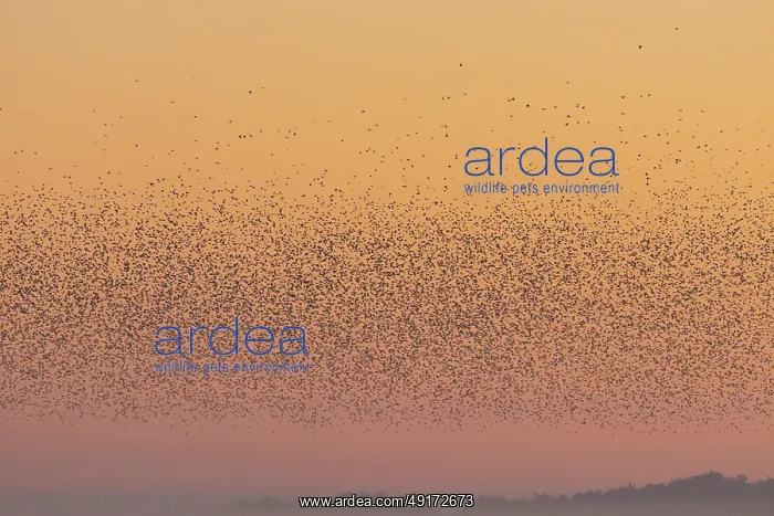: Common Starling flock : Common Starling flock