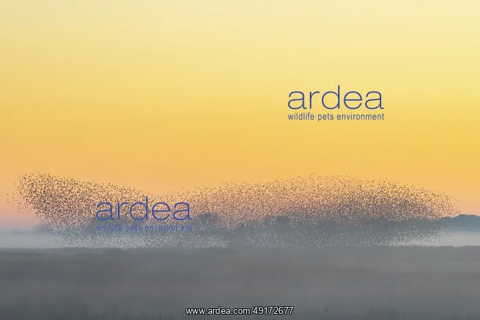 : Common Starling flock : Common Starling flock