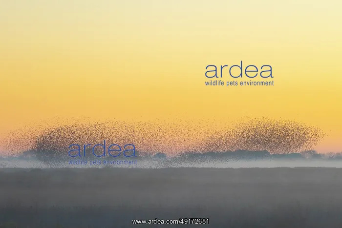 : Common Starling flock : Common Starling flock