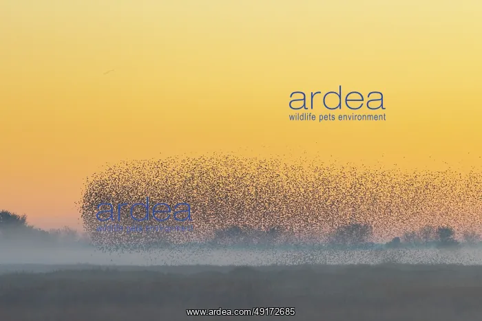 : Common Starling flock : Common Starling flock