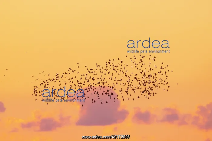  : Common Starling flock