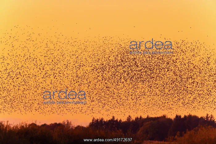 : Common Starling flock : Common Starling flock