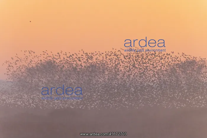  : Common Starling flock