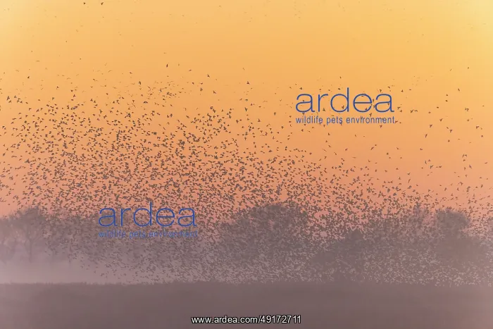 : Common Starling flock : Common Starling flock