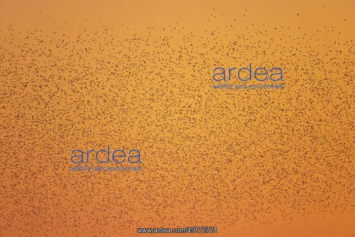 : Common Starling flock : Common Starling flock
