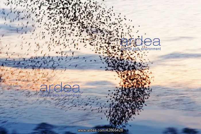  : Common Starling Flock - A column of birds flying