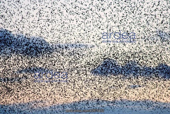: Common Starling Flock - A dense flock grouping : Common Starling Flock - A dense flock grouping