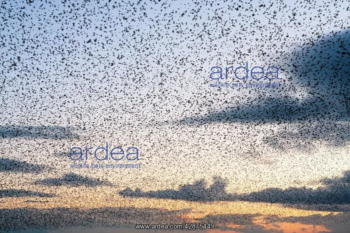 : Common Starling Flock - A dense flock grouping : Common Starling Flock - A dense flock grouping