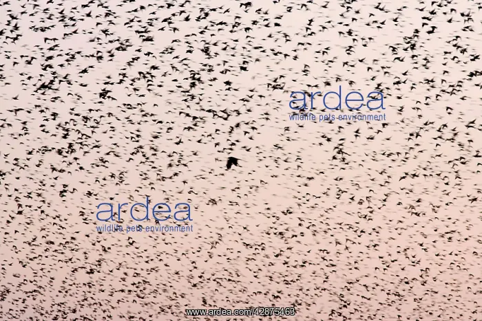 : Common Starling Flock - A dense flock grouping : Common Starling Flock - A dense flock grouping