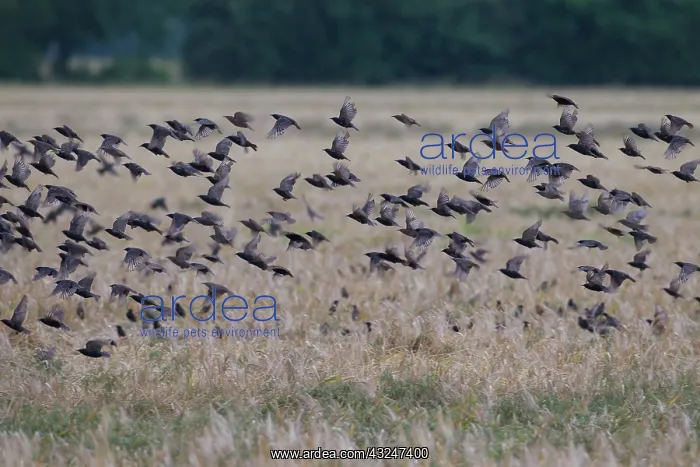  : Common Starling flock in flight Germany