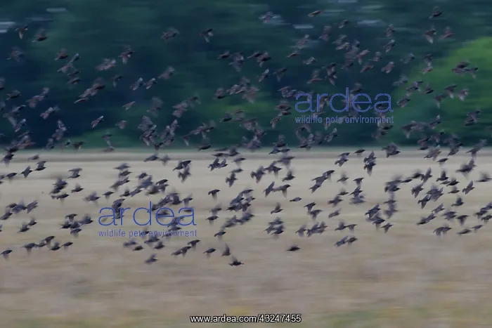 : Common Starling flock in flight Germany