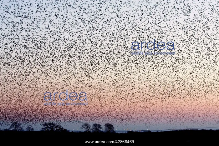 : Common Starling Flock - An immense flock grouping : Common Starling Flock - An immense flock grouping