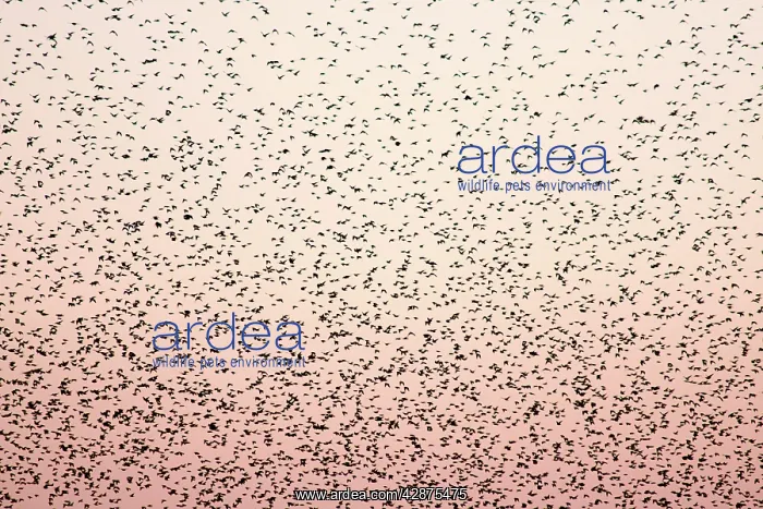 : Common Starling Flock - An immense flock grouping : Common Starling Flock - An immense flock grouping