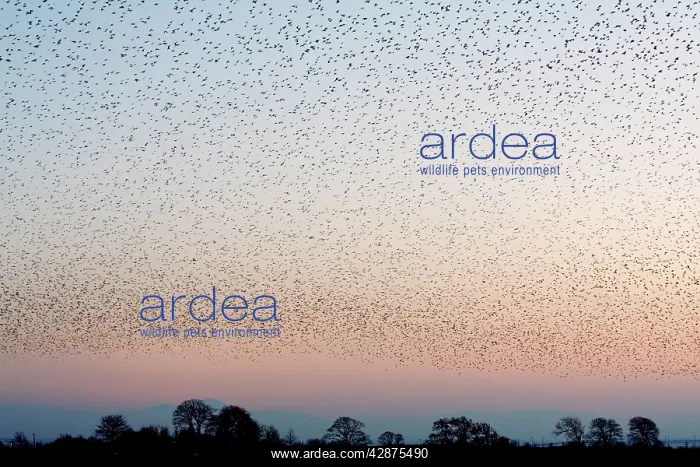 : Common Starling Flock - An immense flock grouping : Common Starling Flock - An immense flock grouping