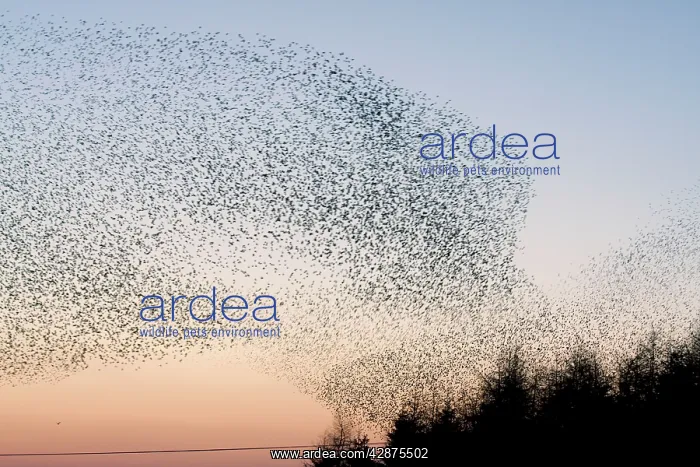 : Common Starling Flock - An immense flock grouping : Common Starling Flock - An immense flock grouping