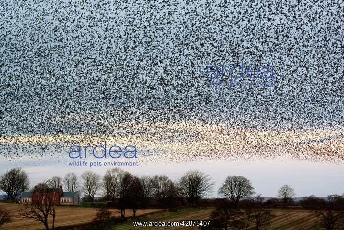 : Common Starling Flock - Large dense flock gathering : Common Starling Flock - Large dense flock gathering