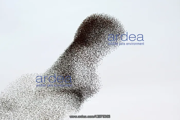 : Common Starling Flock - Large flock formation as : Common Starling Flock - Large flock formation as