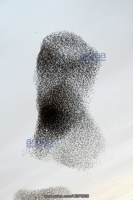 : Common Starling Flock - Large flock formation as : Common Starling Flock - Large flock formation as