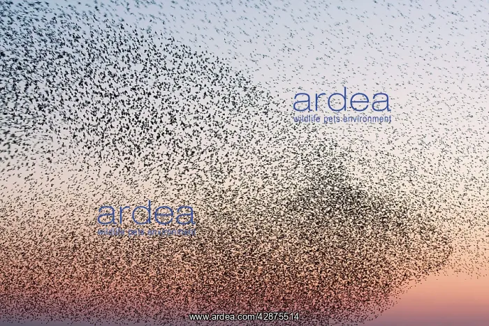 : Common Starling Flock - Showing swirling motion : Common Starling Flock - Showing swirling motion