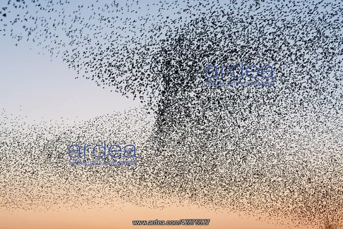 : Common Starling Flock - Showing swirling motion : Common Starling Flock - Showing swirling motion