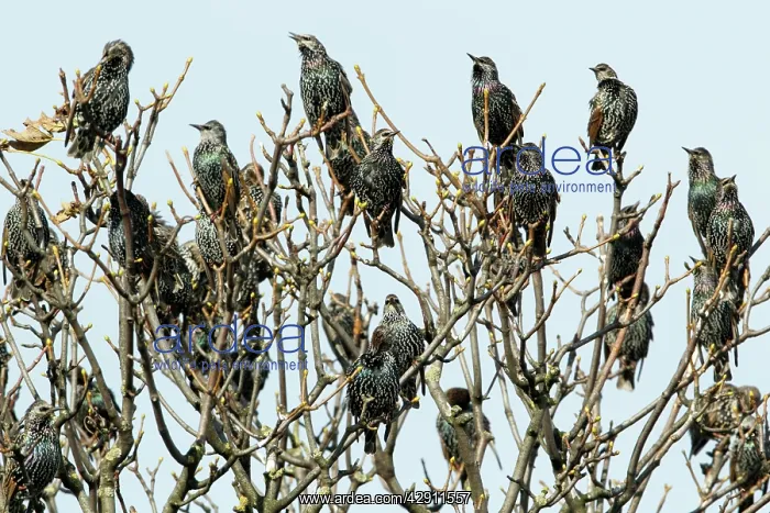 : Common Starling - flock singing from treetop : Common Starling - flock singing from treetop